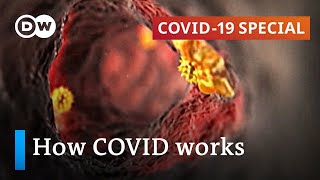 How does coronavirus attack your body  COVID19 Special [upl. by Mervin5]