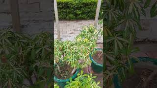 Manihot plant 🪴 premanandjimaharaj plant viralvideo sorts trending gardenplants 💐 [upl. by Ticon]