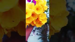 Beautiful flowers my garden gardening with Kausar beautiful song [upl. by Aneras]