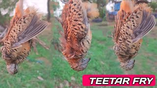 Partridge birds Recipe  Teetar Birds Curry  quail recipe  Teetar Racipe [upl. by Emmey723]