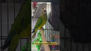 Loro dice PARANGARICUTIRIMÍCUARO🦜😆 Shorts yosoytadeo parrot divertido aves perico humor [upl. by Saltzman210]