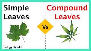 Simple Leaves Vs Compound Leaves  Definition Types Diagrams amp Comparison Chart [upl. by Winfred204]