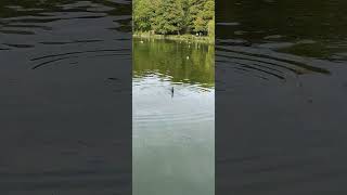 Linlithgow Cormorant 29th September 2024 shorts shortswithcamilla [upl. by Kakalina]