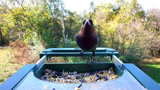 20241103 Brownheaded Cowbird Sounds [upl. by Marrin]