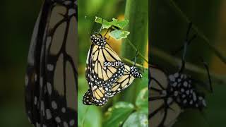 The Incredible Journey of Monarch Butterflies natureshorts [upl. by Alleciram82]