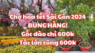 Chợ hoa tết công viên Lê Văn Tám Sài Gòn 2024 BUNG HÀNG LUÔN Gốc đào chỉ 600k Tắc cao lớn 600k [upl. by Collimore]