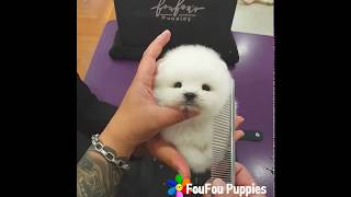 Pomeranian teddy bear cut for dog food [upl. by Bobbee]