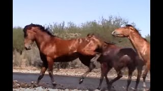 Wild Horse Action at the Salt River by Karen McLain [upl. by Rovner64]