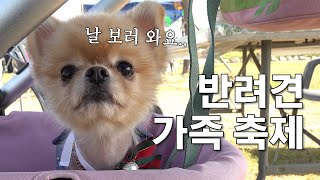 🎥 허용용 댕댕이와 함께하는 quot견우야 노올자quot – Feat 반려견 가족 축제 💕 안동시 마카다안동 민선8기 위대한 시민 반려견 반려묘 댕댕이 집사 펫 [upl. by Iuqcaj815]