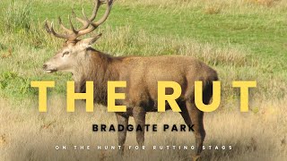 The Rut 2024  Bradgate Park [upl. by Olwen]