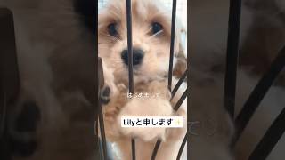 はじめましてリリィと申します アメリカンコッカースパニエル アメコカ 子犬 子犬を飼う [upl. by Leaw]