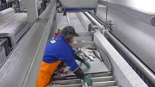 Alaska Job as a Seafood processor on a fishing vessel What does a fish processor do [upl. by Etteraj]