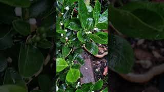 Growing a ColdHardy Calamondin Orange Tree 6Month Progress Update [upl. by Josie]