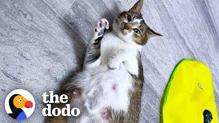 8 Rules To Fostering a Pregnant Cat  The Dodo Foster Diaries [upl. by Demahom123]