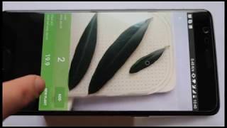 How to Quickly and Easily Measure Leaf Area with Your Smartphone  Petiole App StepbyStep Guide [upl. by Matheny]