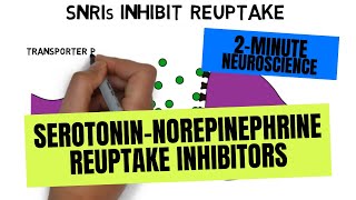 2Minute Neuroscience SerotoninNorepinephrine Reuptake Inhibitors SNRIs [upl. by Matthew]