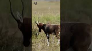 Blesbok africa savana antilope [upl. by Olnay]