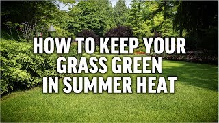 How to Keep Your Grass Green in Summer Heat with Ironite Mineral Supplement 101 [upl. by Irep]