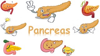 histology of pancreas islets of langerhans [upl. by Saucy827]