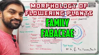 Fabaceae  Morphology of flowering plants  Families [upl. by Nyluqcaj]