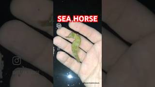 Sea Horse  Explore  BycatchAndAdventures marinewildlife [upl. by Salohci]