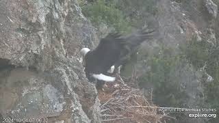 West End Bald Eagles 10042024 1640 [upl. by Madra]