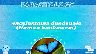 L6 Part 2 Ancylostoma duodenale Parasitology [upl. by Marnia]