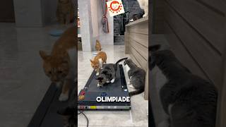 Kucing jogging di treadmill cat catlover kucinglucu [upl. by Stortz274]