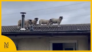 Moment sheep manage to climb onto roof of a house [upl. by Zeuqcaj]