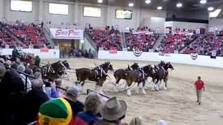 Budweisers Clydesdale Horses perform for a huge crowd at the South Point Hotel in Las opportunity [upl. by Anaerb906]