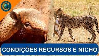 ECOLOGIA  CONDIÇÕES RECURSOS E NICHO ECOLÓGICO [upl. by Sykes]