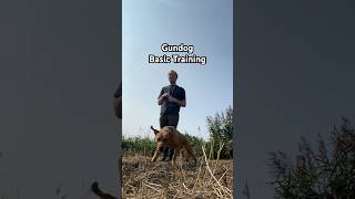 Gundog Training marked Retrieves with Fox Red Lab gundog dogtraining shorts labrador [upl. by Baerl]