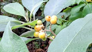 Kerosene Plant Solanum mauritianum  a toxic invasive in Java Mountains [upl. by Ehc]