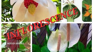 Inflorescence and its types with examples NEET biology flowers isc cbse [upl. by Ahto]