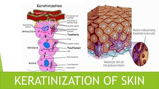 Keratinization of skin [upl. by Eisseb]