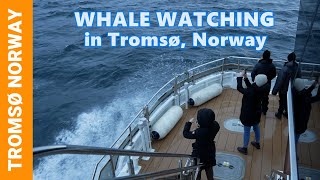 INCREDIBLE ARCTIC WHALE Watching in Tromsø Norway 🇧🇻 Orca amp Humpback Whale Tours with Brim Explorer [upl. by Frydman]