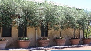 How to Growing Olive Trees In Containers [upl. by Aivuy589]