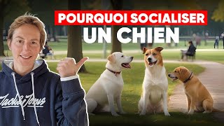 Pourquoi Socialiser Un Chien [upl. by Nylssej]