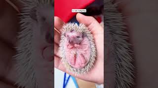 A cute hogehog hedgehog babyhedgehog short [upl. by Jess]