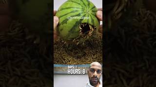 Watermelon and worms food mealworms watermellon cooking foodie coconutworm shorts [upl. by Litch]