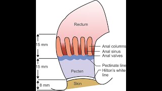 Differences between the Pectinate line and Hiltons white line of the anal canal [upl. by Hafler817]