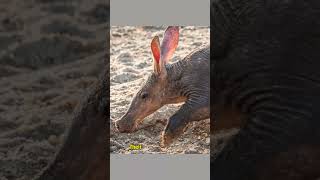 Aardvark Secrets You Never Knewaardvark wildlife fascinatingfacts [upl. by Constancia]