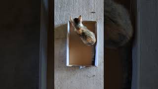 Calico kitten playing in box [upl. by Wun458]