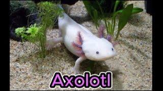 Axolotl [upl. by Yecniuq]