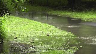 Hochwasser in Wolfenbüttel [upl. by Rubio862]