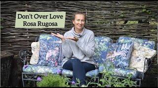 How to GrowCare for Rosa Rugosa [upl. by Harper]