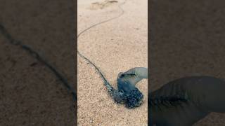 LOOK AT THIS Portuguese Man O War Stinger AKA Blue bottles portugesemanowar sea ocean [upl. by Rehpinnej736]