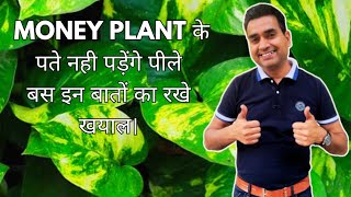 🔴 Why Money Plant leaves turning yellow with Prevention Tips [upl. by Rise861]