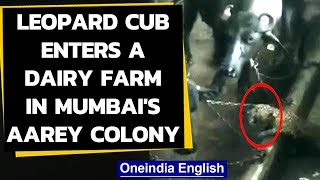 Mumbai Leopard enters a dairy farm in Aarey colony watch the videoOneindia News [upl. by Hpesoj]