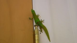 A Gecko Invades the Shower Room  Phelsuma laticauda  Hawaii Video [upl. by Nnoryt829]